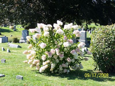 Cemetery Image